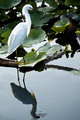 Snowy Egret