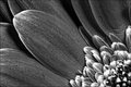 Flower macro