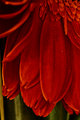 Flower macro2