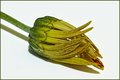 Bud