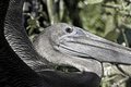 Pelican1.jpg