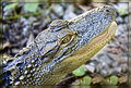 Baby alligator
