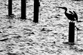 Pelican