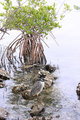 Yellow-crowned night heron 