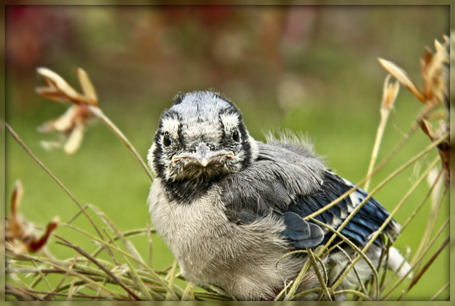 Baby Blue Jay