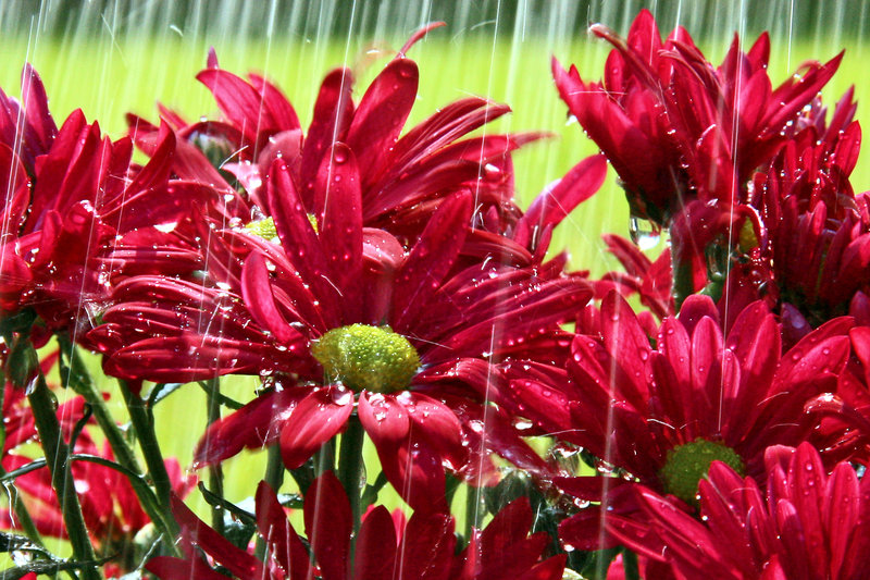 Flowers in the rain