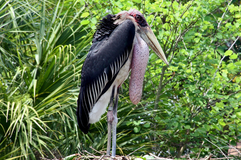 Marabou Stork