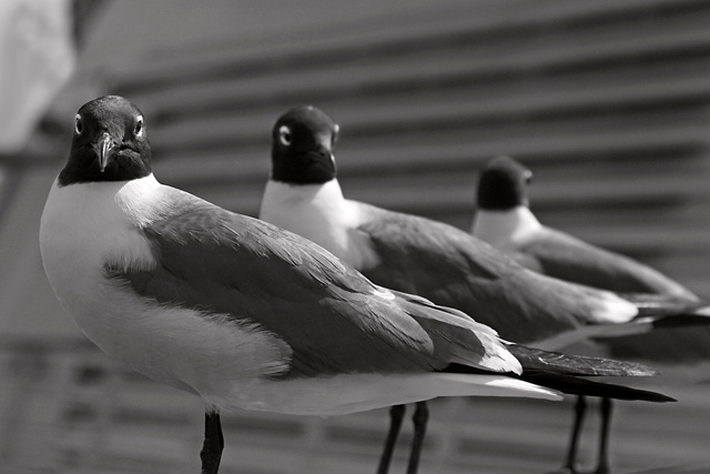 Seagulls