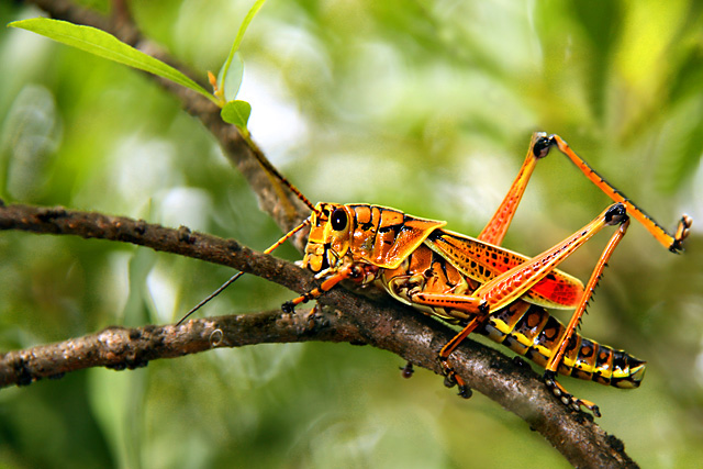 Florida's giant orange grasshopper