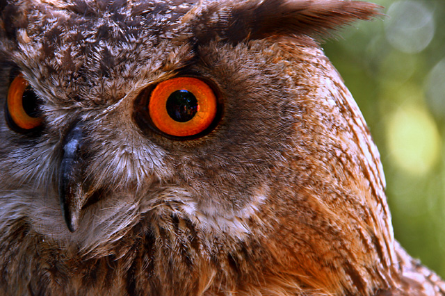 Eurasian Eagle Owl