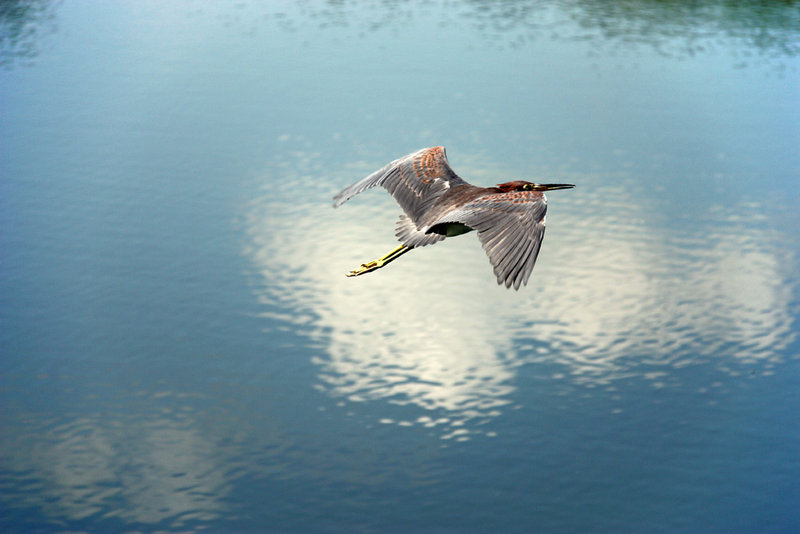 Great Blue Heron