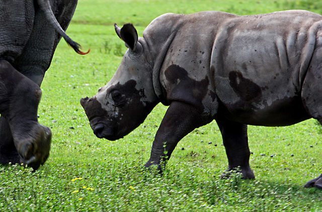 Rhino baby
