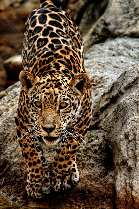 Jaguar (adv edit)