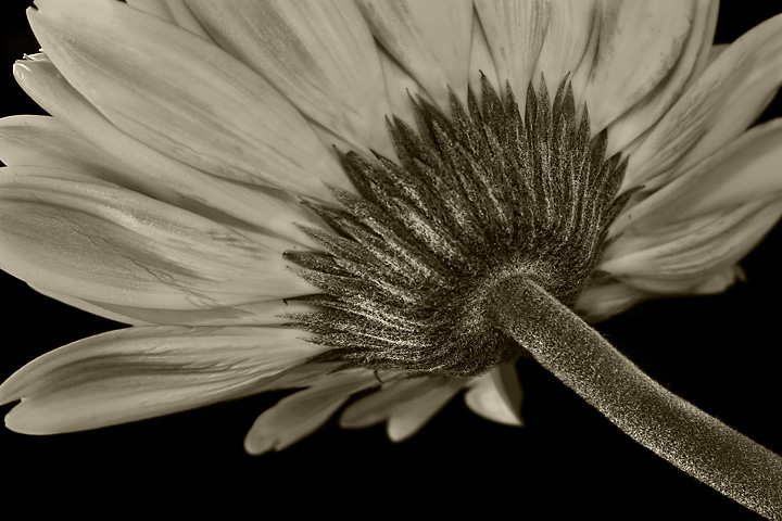 Orange flower - b&w version