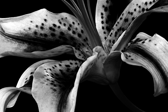 Lily - b&w