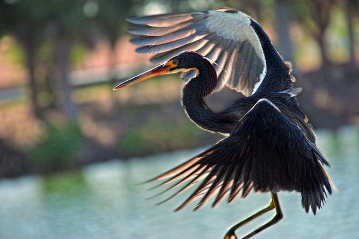 Tricolored Heron