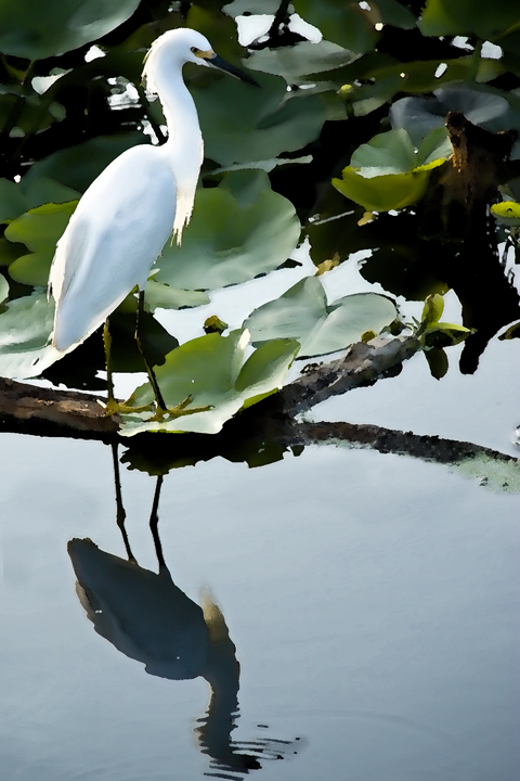 Snowy Egret
