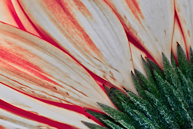 Flower macro