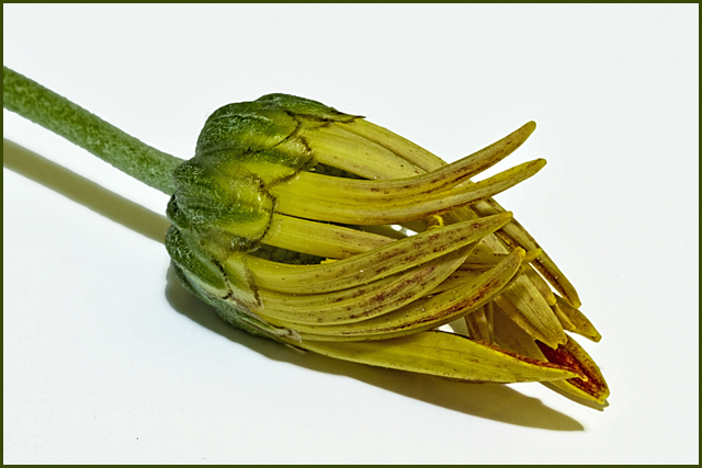 Bud