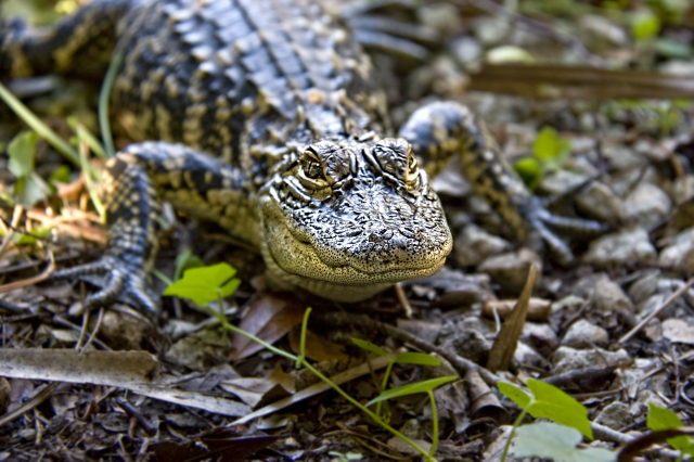 Baby gator