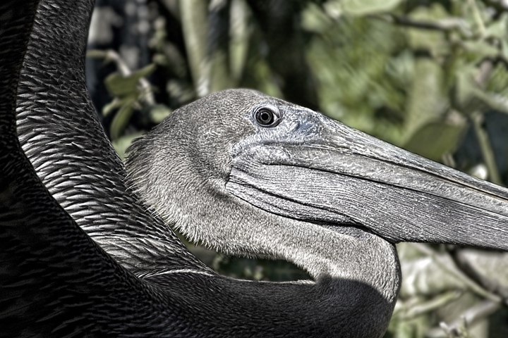 Pelican1.jpg