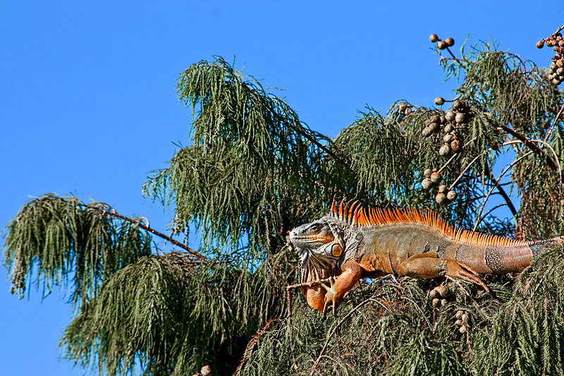 Iguana