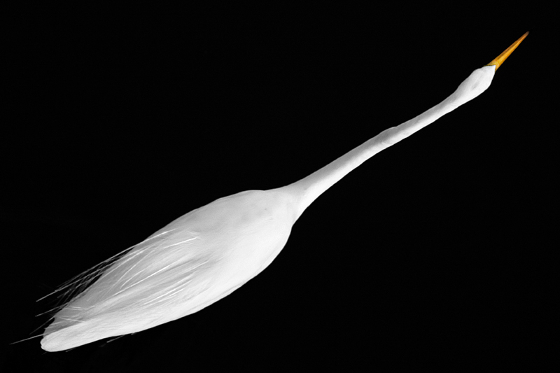 b&w-bird.jpg