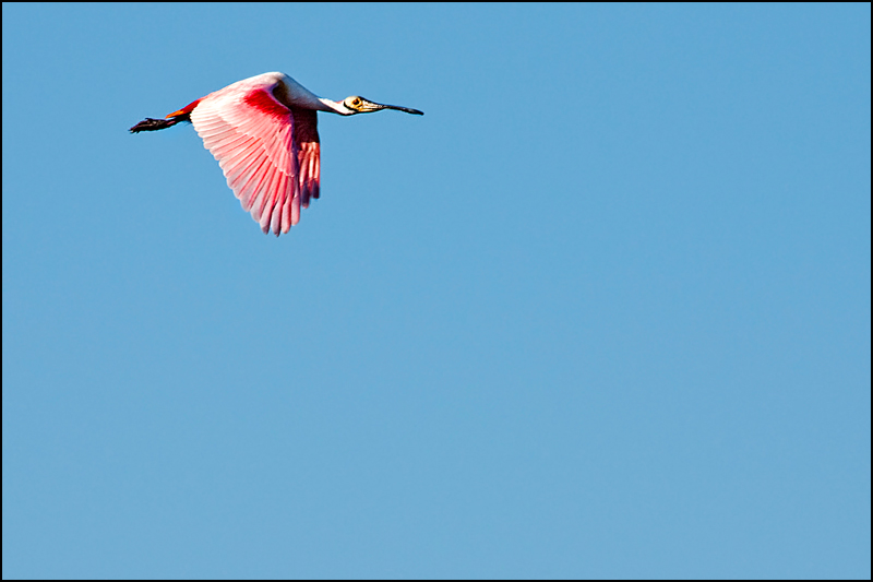 Spoonbill.jpg