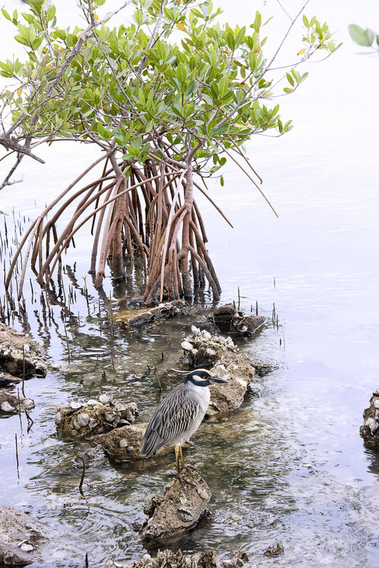 Yellow-crowned night heron 
