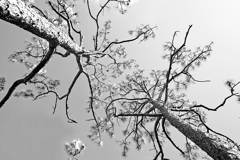 Branches2.jpg