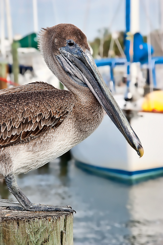 Pelican