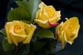 Three Yellow Roses