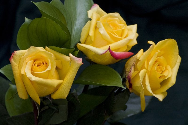 Three Yellow Roses