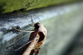 Garden Visitor