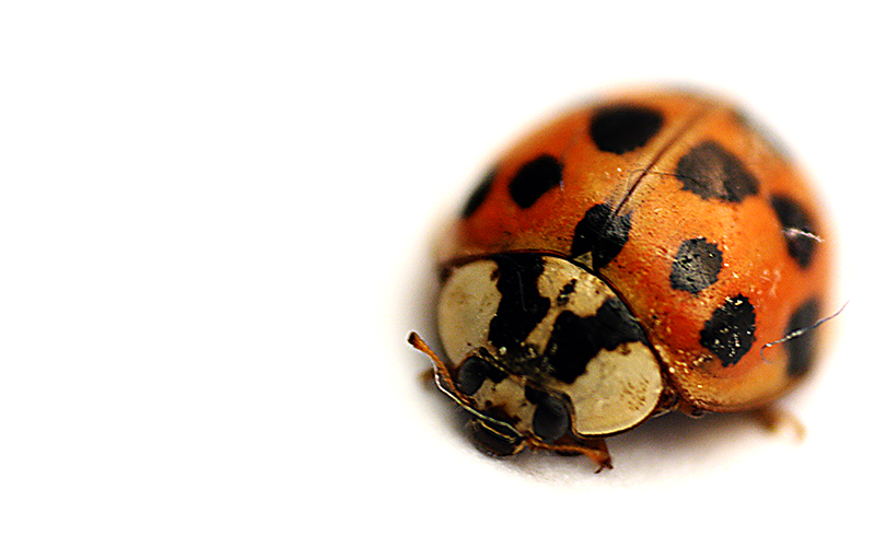 dirty-ol-ladybug.jpg