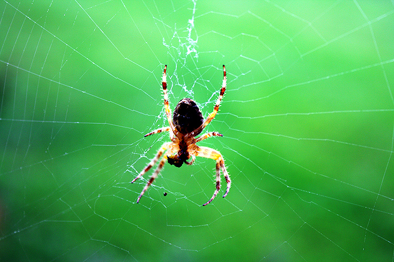 Spider Snack