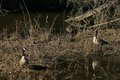 Geese at blackmud Creek