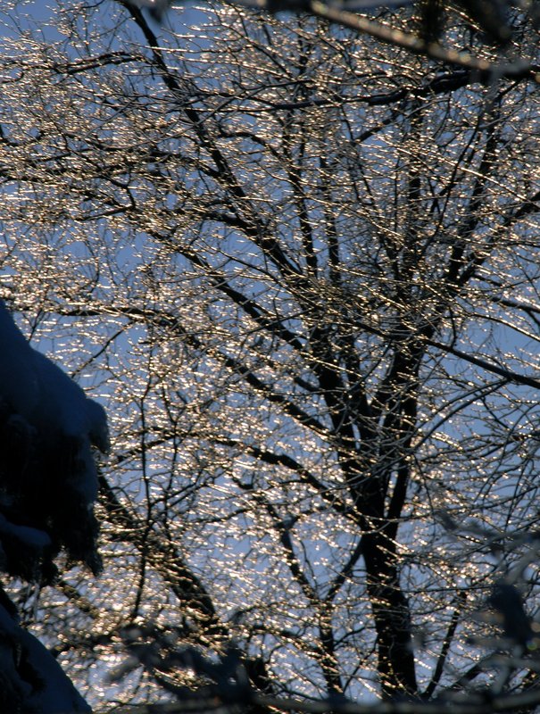 Iced Tree 1.jpg