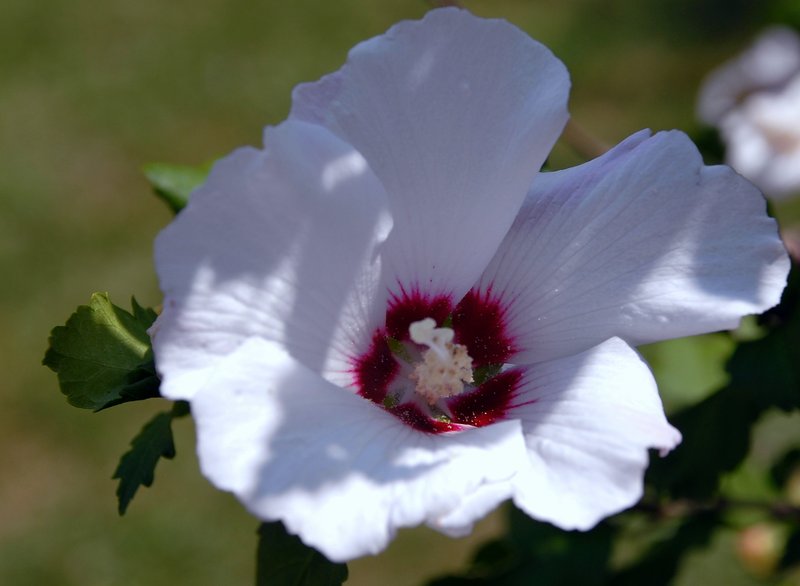 Rose of Sharon White 1W.jpg
