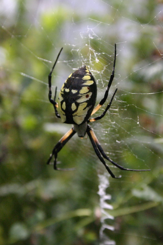 my garden spider