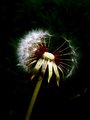 seed head