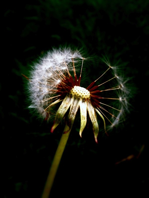 seed head