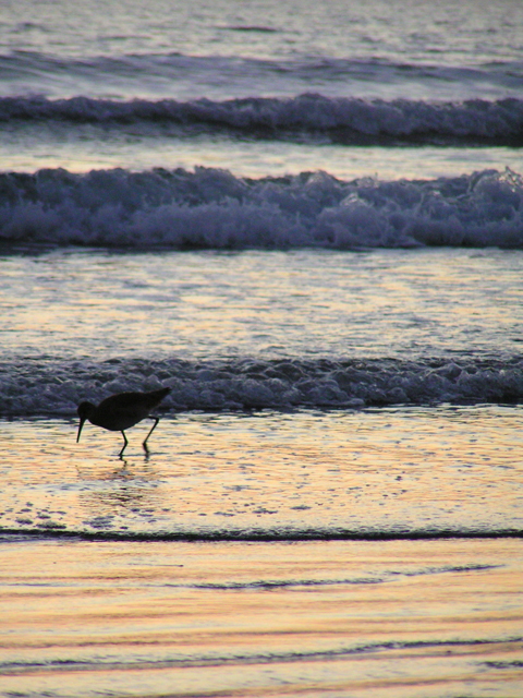 Beneath a Coronado Sunset