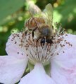 Bee shot