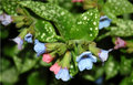 Candy Flowers