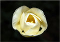 Floating Tulip