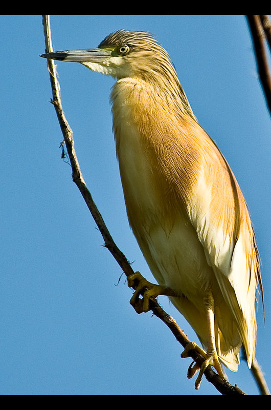 Week 5 - Squacco heron