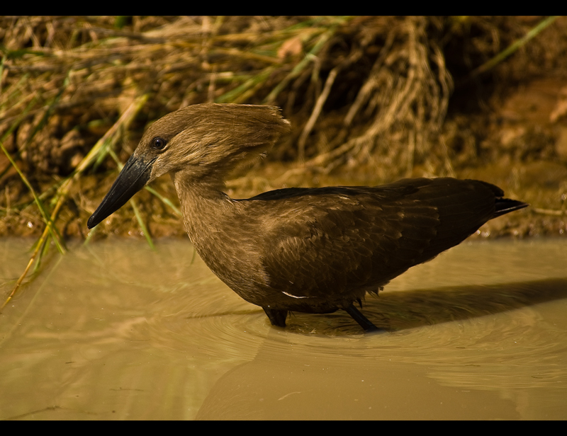Week 6 - Hamerkop