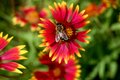 Bee's Picnic on and Indian Blanket