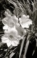 Lilies